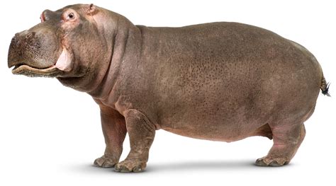 What is another word for hippo .